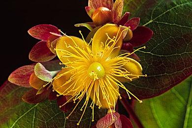 Xbox高管赞扬暴雪是游戏行业的皮克斯：叙事艺术非凡