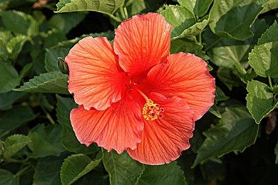 《龙腾世纪》新作将在6月11日晚11点发布15分钟实机